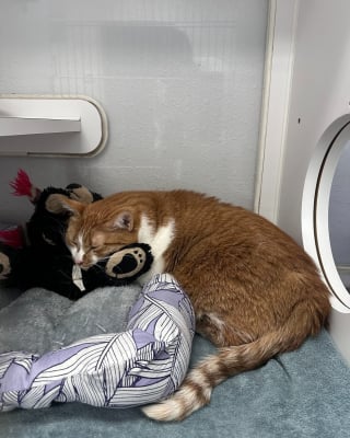 Illustration de l'article : Suite au d&eacute;part de son ma&icirc;tre en maison de retraite ce chat roux s'accroche &agrave; sa peluche