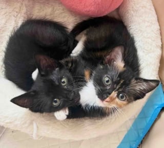 Illustration de l'article : &laquo; Elles devaient &ecirc;tre adopt&eacute;es ensemble &raquo;, apr&egrave;s avoir &eacute;t&eacute; sauv&eacute;es, ces 2 adorables petites chattes ins&eacute;parables trouvent leur famille pour la vie