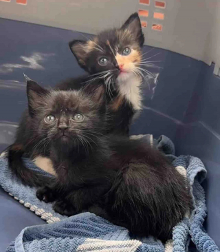 Illustration de l'article : &laquo; Elles devaient &ecirc;tre adopt&eacute;es ensemble &raquo;, apr&egrave;s avoir &eacute;t&eacute; sauv&eacute;es, ces 2 adorables petites chattes ins&eacute;parables trouvent leur famille pour la vie