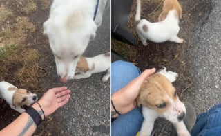 Illustration de l'article : Emue aux larmes en d&eacute;couvrant une chienne et 2 chiots abandonn&eacute;s, elle s'empresse de leur faire de la place dans sa voiture pleine d'affaires (vid&eacute;o)