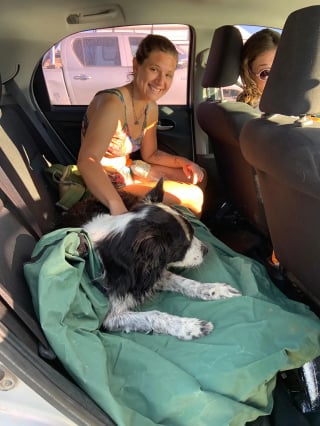 Illustration de l'article : &laquo; Nous avons aper&ccedil;u quelque chose dans l&rsquo;eau &raquo;, en pleine mer, des adeptes du paddle viennent au secours d&rsquo;un chien en danger (vid&eacute;o)