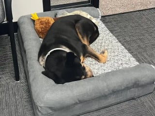 Illustration de l'article : &laquo; Plut&ocirc;t que de laisser son avenir au hasard &raquo;, un commissariat de police d&eacute;cide d&rsquo;adopter un chien &acirc;g&eacute; errant