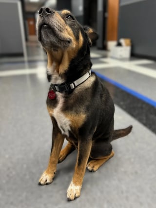 Illustration de l'article : &laquo; Plut&ocirc;t que de laisser son avenir au hasard &raquo;, un commissariat de police d&eacute;cide d&rsquo;adopter un chien &acirc;g&eacute; errant