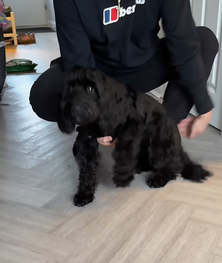 Illustration de l'article : &laquo; Je pensais vraiment qu'elle &eacute;tait en train de mourir &raquo;, inquiets pour leur chienne, ils d&eacute;couvrent qu&rsquo;elle faisait semblant de boiter apr&egrave;s sa maladie (vid&eacute;o)