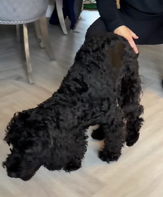 Illustration de l'article : &laquo; Je pensais vraiment qu'elle &eacute;tait en train de mourir &raquo;, inquiets pour leur chienne, ils d&eacute;couvrent qu&rsquo;elle faisait semblant de boiter apr&egrave;s sa maladie (vid&eacute;o)