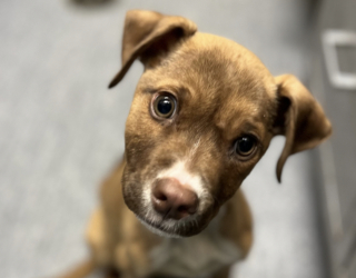 Illustration de l'article : &laquo; Nous n&rsquo;aurions jamais pu le retrouver &raquo;, gr&acirc;ce &agrave; une cam&eacute;ra thermique offerte par ses donateurs, un refuge sauve un chiot abandonn&eacute; dans une for&ecirc;t en pleine nuit