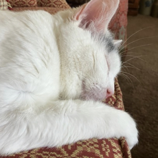 Illustration de l'article : Rong&eacute;e par des allergies chroniques et des probl&egrave;mes de peau, cette chatte anxieuse gu&eacute;rit et se fait finalement adopter