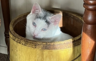 Illustration de l'article : Rong&eacute;e par des allergies chroniques et des probl&egrave;mes de peau, cette chatte anxieuse gu&eacute;rit et se fait finalement adopter