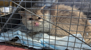 Illustration de l'article : En provenance d&rsquo;Ukraine, ce chat port&eacute; disparu dans un a&eacute;roport durant plusieurs jours retrouve enfin sa famille (vid&eacute;o)