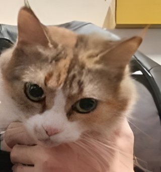 Illustration de l'article : Cet homme sans domicile a essuy&eacute; un nombre de refus de logements incalculable car il souhaite vivre avec son chat 