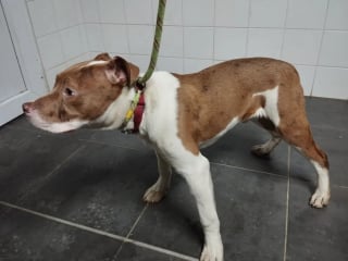 Illustration de l'article : Prisonnier d'une carcasse de voiture et pouss&eacute; par la faim &agrave; manger les si&egrave;ges, ce chiot a enfin la vie qu'il m&eacute;rite apr&egrave;s son sauvetage