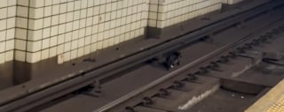Illustration de l'article : Elle n'a pas l'habitude de garder les chats qu'elle sauve, mais fait une exception pour l'un d'eux d&eacute;couvert en danger sur les rails du m&eacute;tro