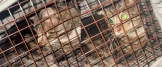 Illustration de l'article : Elle n'a pas l'habitude de garder les chats qu'elle sauve, mais fait une exception pour l'un d'eux d&eacute;couvert en danger sur les rails du m&eacute;tro