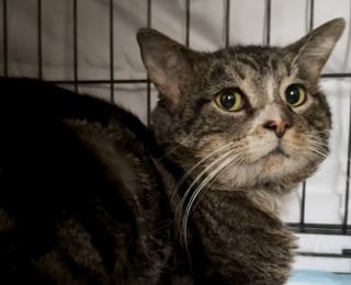 Illustration de l'article : Elle n'a pas l'habitude de garder les chats qu'elle sauve, mais fait une exception pour l'un d'eux d&eacute;couvert en danger sur les rails du m&eacute;tro