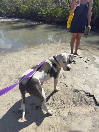 Illustration de l'article : Ce chien &eacute;pileptique et partiellement sourd a attendu sa chance au refuge pendant 700 jours avant de rencontrer la bonne personne