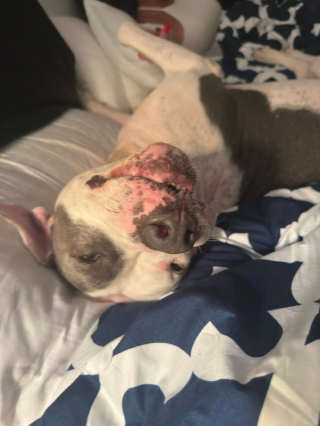 Illustration de l'article : Ce chien &eacute;pileptique et partiellement sourd a attendu sa chance au refuge pendant 700 jours avant de rencontrer la bonne personne