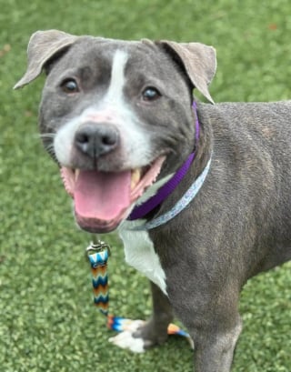 Illustration de l'article : &laquo; Prenez soin d'elle, s'il vous pla&icirc;t &raquo;, cette chienne tremblante trouv&eacute;e avec une note autour du cou apprend &agrave; refaire confiance aux humains