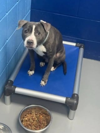 Illustration de l'article : &laquo; Prenez soin d'elle, s'il vous pla&icirc;t &raquo;, cette chienne tremblante trouv&eacute;e avec une note autour du cou apprend &agrave; refaire confiance aux humains