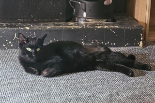 Illustration de l'article : « Comme si elle y avait toujours vécu », une chatte autrefois errante et affamée devient la mascotte adorée d’un pub