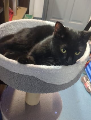 Illustration de l'article : « Comme si elle y avait toujours vécu », une chatte autrefois errante et affamée devient la mascotte adorée d’un pub