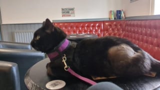 Illustration de l'article : « Comme si elle y avait toujours vécu », une chatte autrefois errante et affamée devient la mascotte adorée d’un pub