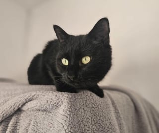 Illustration de l'article : « Comme si elle y avait toujours vécu », une chatte autrefois errante et affamée devient la mascotte adorée d’un pub