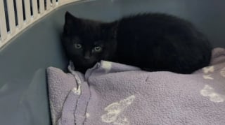 Illustration de l'article : Coinc&eacute; dans le moteur de cette voiture ce chaton rebelle est finalement adopt&eacute; par son pompier sauveteur