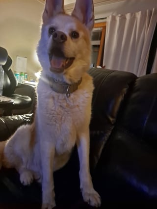 Illustration de l'article : &laquo; Pendant 6 ans, il n'a eu aucune famille &raquo;, rejet&eacute; pour son sourire unique, ce chien d&eacute;couvre enfin la vie dans un foyer (vid&eacute;o)