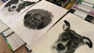 Illustration de l'article : &laquo; C'est un peu une histoire &agrave; la Pretty Woman &raquo;, cette Border Collie pr&eacute;f&egrave;re poser comme mod&egrave;le que de garder des moutons