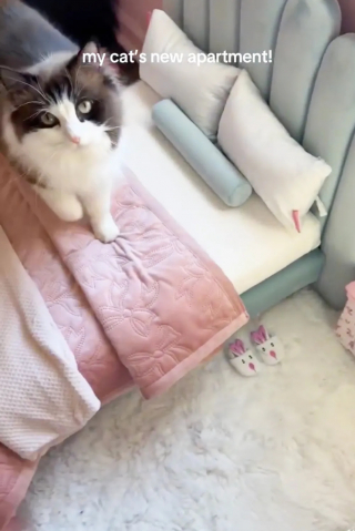 Illustration de l'article : Consciente des besoins de sa chatte, une femme lui cr&eacute;e un appartement complet pour qu&rsquo;elle se sente &agrave; l&rsquo;aise
