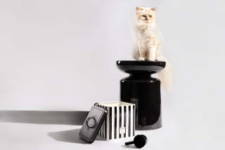 Illustration de l'article : Choupette, la c&eacute;l&egrave;bre chatte de Karl Lagerfeld, et Maisons du Monde d&eacute;voilent une collection exclusive d&rsquo;accessoires pour chats