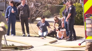 Illustration de l'article : Voyant des flammes jaillir de la maison voisine, des adolescents pensent imm&eacute;diatement au chien qui y vit et interviennent pour le sauver