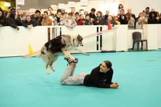 Illustration de l'article : D&eacute;couvrez le Paris Animal Show 2026 &agrave; la Porte de Versailles &agrave; Paris pour un week-end &eacute;thique et totalement dog-friendly