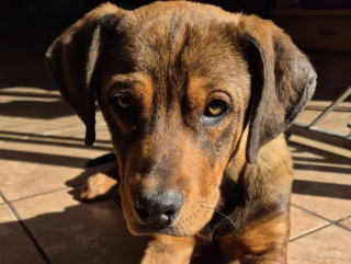 Illustration de l'article : Une chienne pl&acirc;tr&eacute;e au niveau des pattes suite &agrave; des n&eacute;gligences graves est maintenant "l'un des chiens les plus heureux"