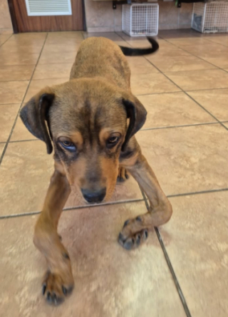 Illustration de l'article : Une chienne pl&acirc;tr&eacute;e au niveau des pattes suite &agrave; des n&eacute;gligences graves est maintenant "l'un des chiens les plus heureux"