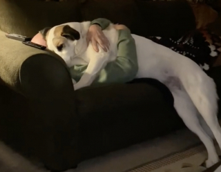 Illustration de l'article : Abandonn&eacute; car jug&eacute; trop difficile ce grand crois&eacute; Saint-Bernard devient le meilleur ami d'un chat roux (vid&eacute;o)