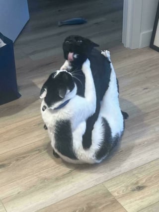 Illustration de l'article : 10 chats pris en flagrant d&eacute;lit de b&ecirc;tise, mais trop adorables pour qu'on leur en veuille