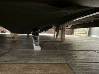 Illustration de l'article : 10 chats pris en flagrant d&eacute;lit de b&ecirc;tise, mais trop adorables pour qu'on leur en veuille