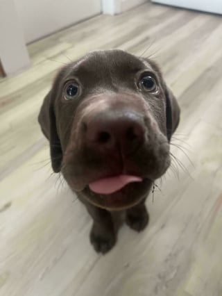 Illustration de l'article : 12 photos de chiens qui expriment leur joie de la plus adorable des mani&egrave;res