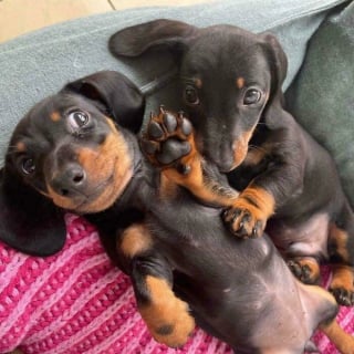 Illustration de l'article : 12 photos de chiens qui expriment leur joie de la plus adorable des mani&egrave;res