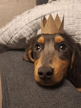 Illustration de l'article : 12 photos de chiens qui expriment leur joie de la plus adorable des mani&egrave;res