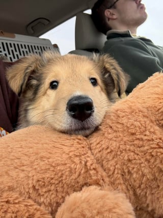 Illustration de l'article : 12 photos de chiens qui expriment leur joie de la plus adorable des mani&egrave;res