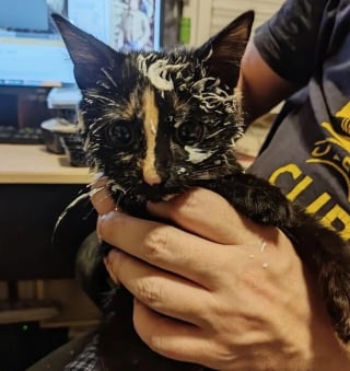 Illustration de l'article : 10 chats et chiens qui ont fait une b&ecirc;tise, mais tente de para&icirc;tre innocents