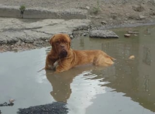 Illustration de l'article : 10 chats et chiens qui ont fait une b&ecirc;tise, mais tente de para&icirc;tre innocents