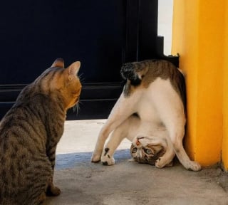 Illustration de l'article : 10 chats et chiens qui ont fait une b&ecirc;tise, mais tente de para&icirc;tre innocents