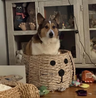 Illustration de l'article : 10 chats et chiens qui ont fait une b&ecirc;tise, mais tente de para&icirc;tre innocents