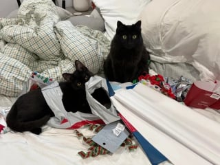 Illustration de l'article : 10 chats et chiens qui ont fait une b&ecirc;tise, mais tente de para&icirc;tre innocents