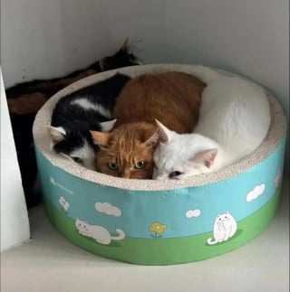 Illustration de l'article : 10 chats et chiens qui ont fait une b&ecirc;tise, mais tente de para&icirc;tre innocents