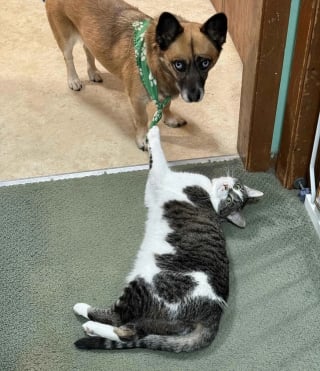 Illustration de l'article : 10 chats et chiens qui ont fait une b&ecirc;tise, mais tente de para&icirc;tre innocents