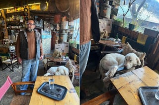 Illustration de l'article : Invisible dans la neige ce chien blanc bloqu&eacute; en haute altitude est secouru apr&egrave;s 9 jours d'errance